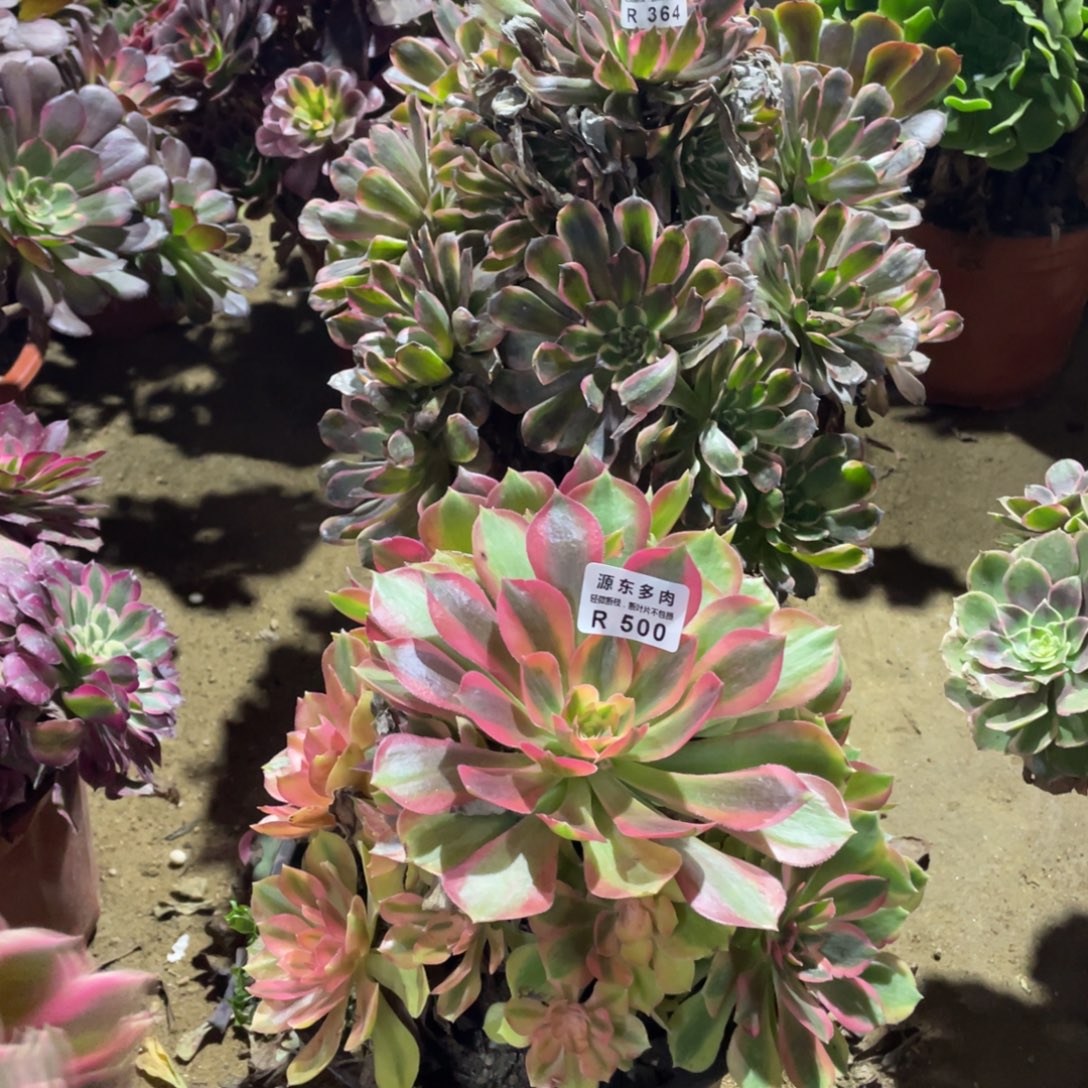 500香妃多肉法师断枝不包