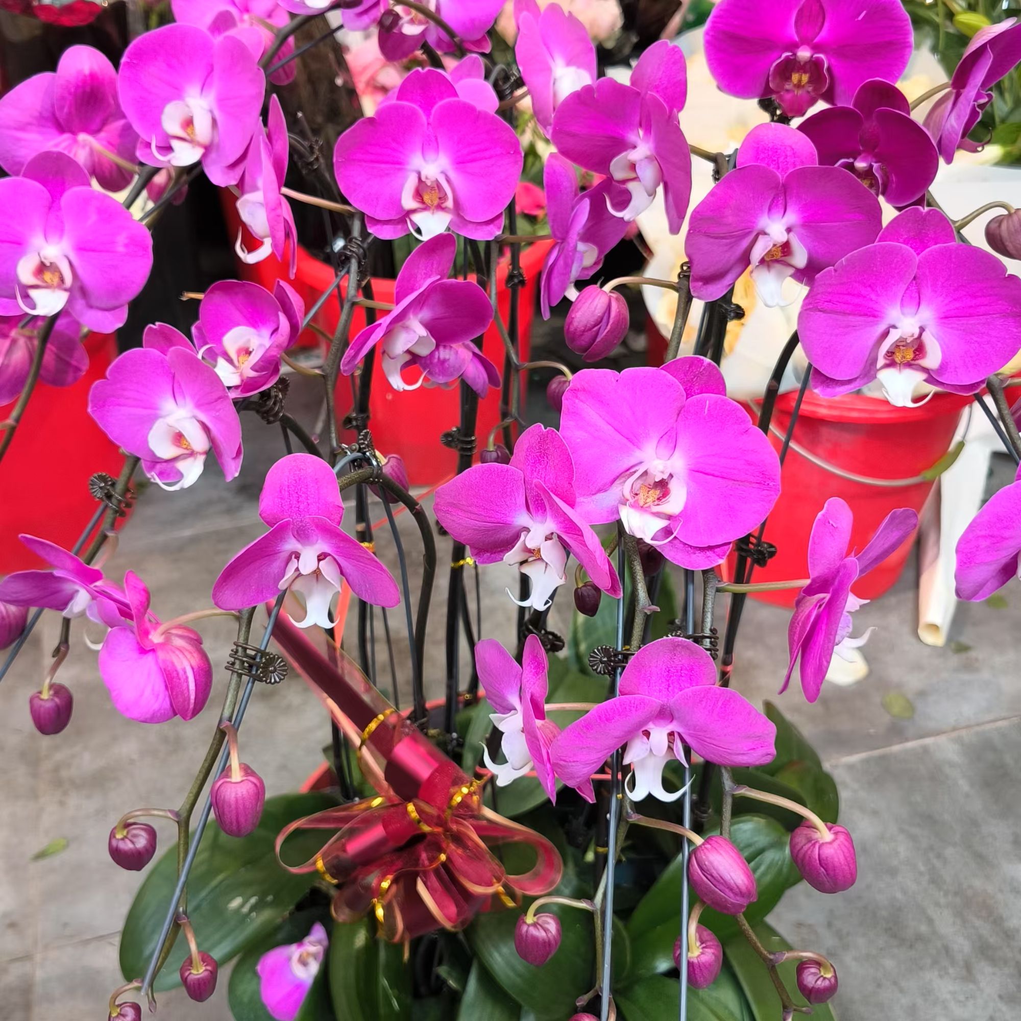 【白蕊】蝴蝶兰