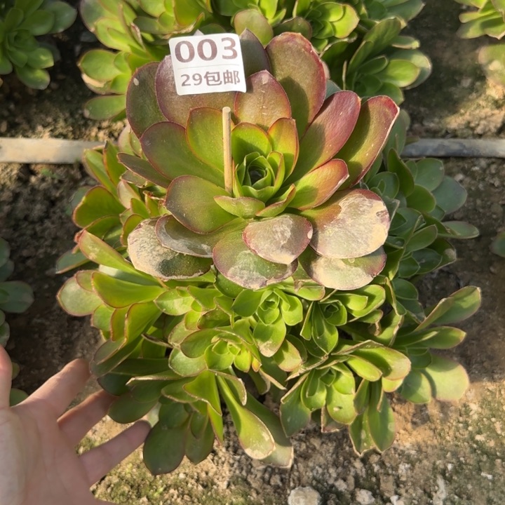 魅金……多肉植物……