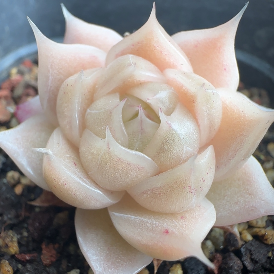 多肉 183  麦秆不包整6厘米盆h