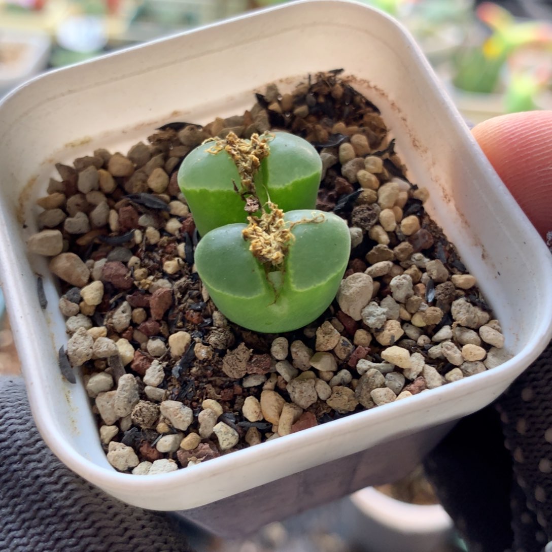 202福利母本一颗