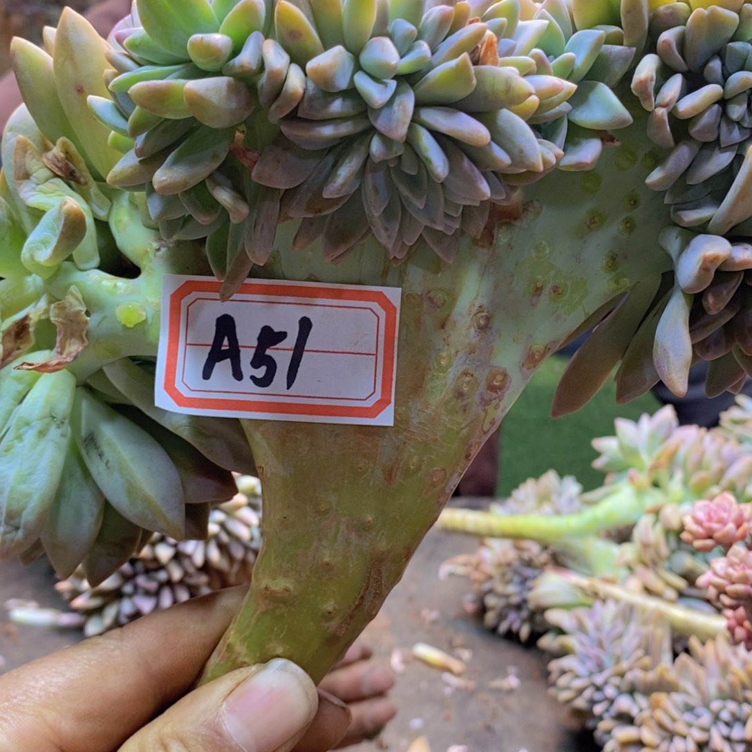 天***飘A51号淡雪多肉