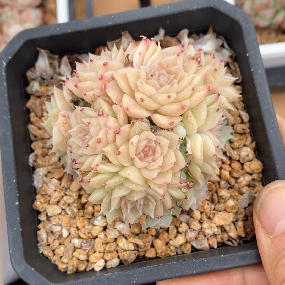 精品多肉一物柏不包整23