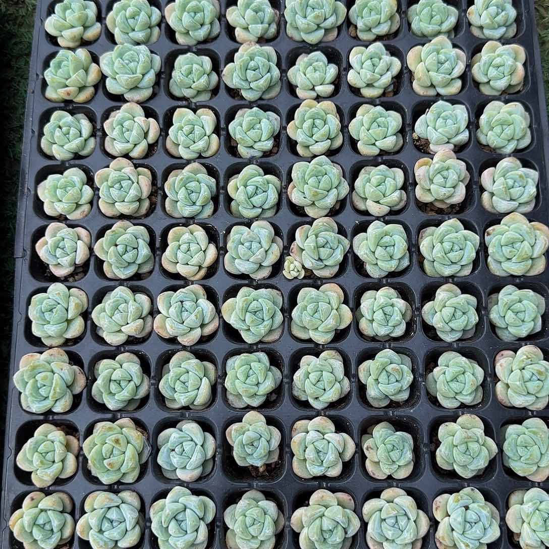 12颗一组小单头冰玉特价