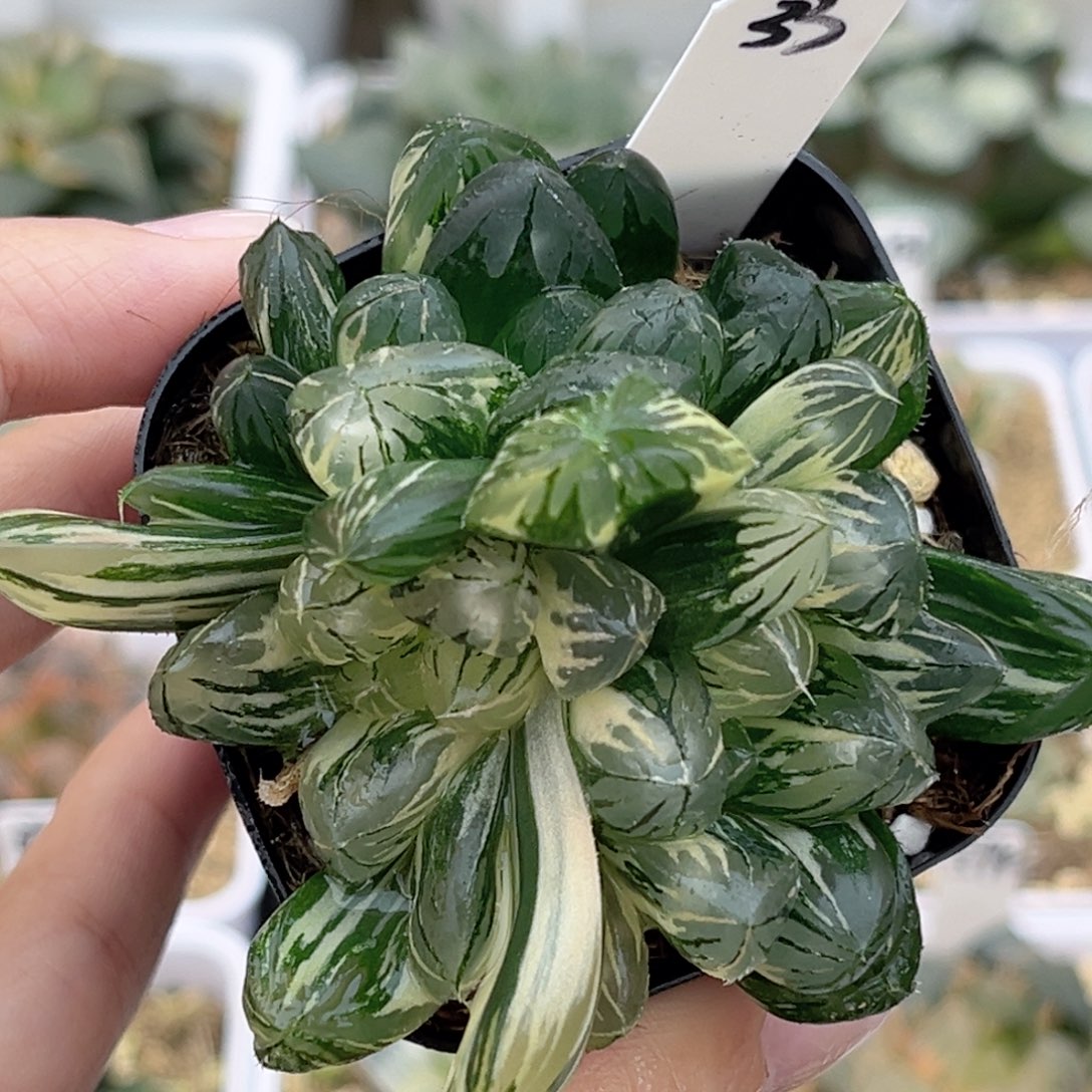 33三头水晶灯玉露锦福利专场