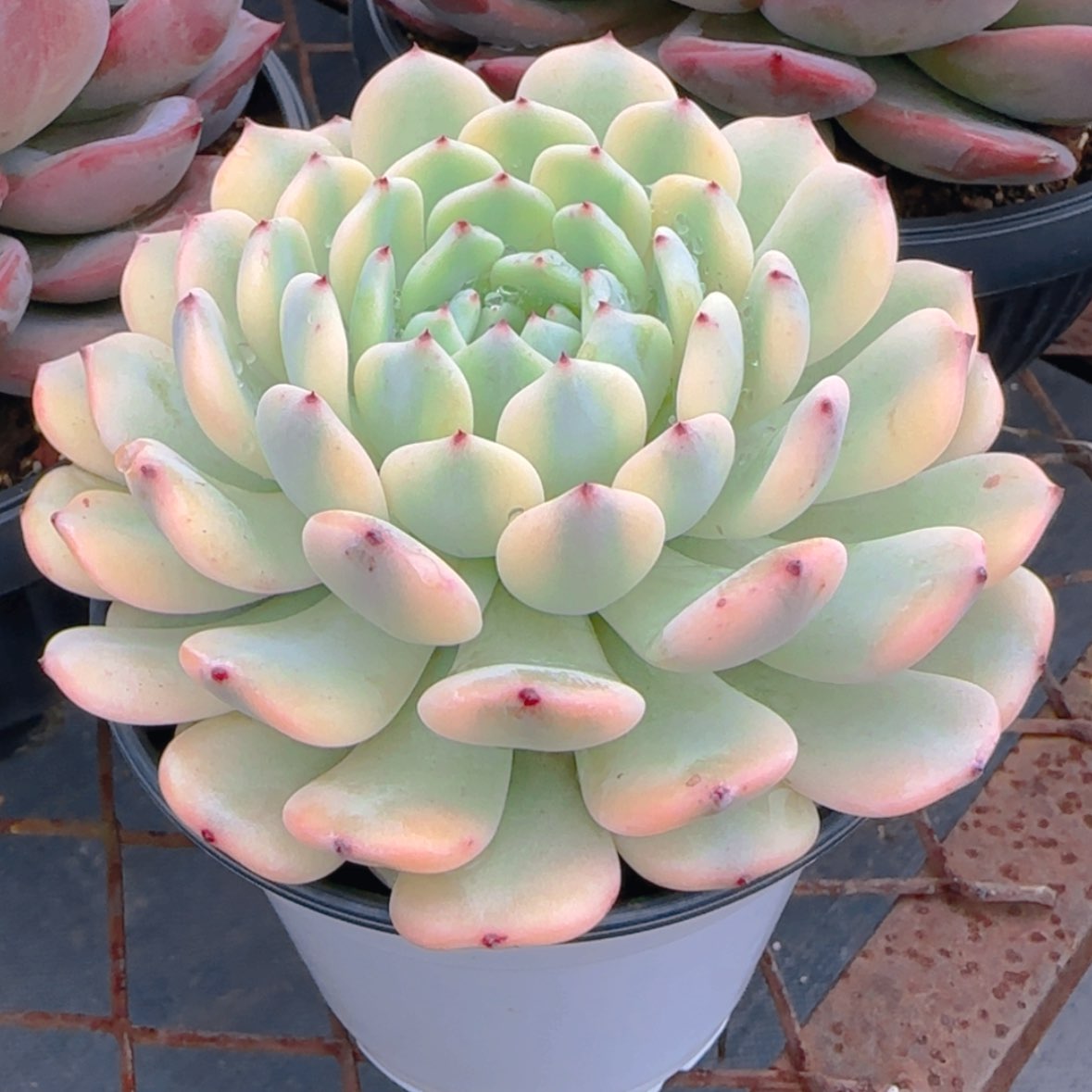 【闪购商品】雪爪锦39.9