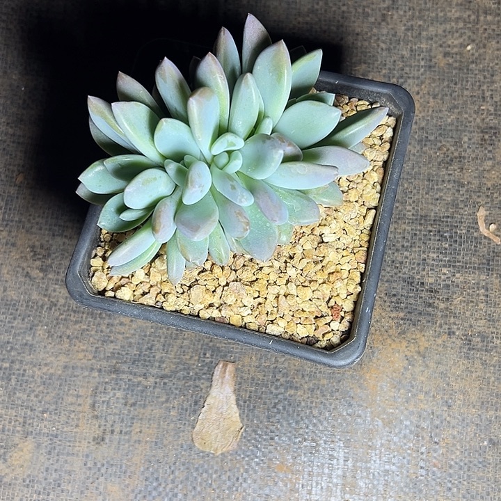 豆***人奥普琳娜群生多肉