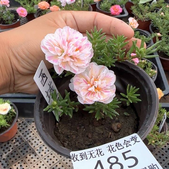 全部花朵485粉西域超小苗盆口10cm