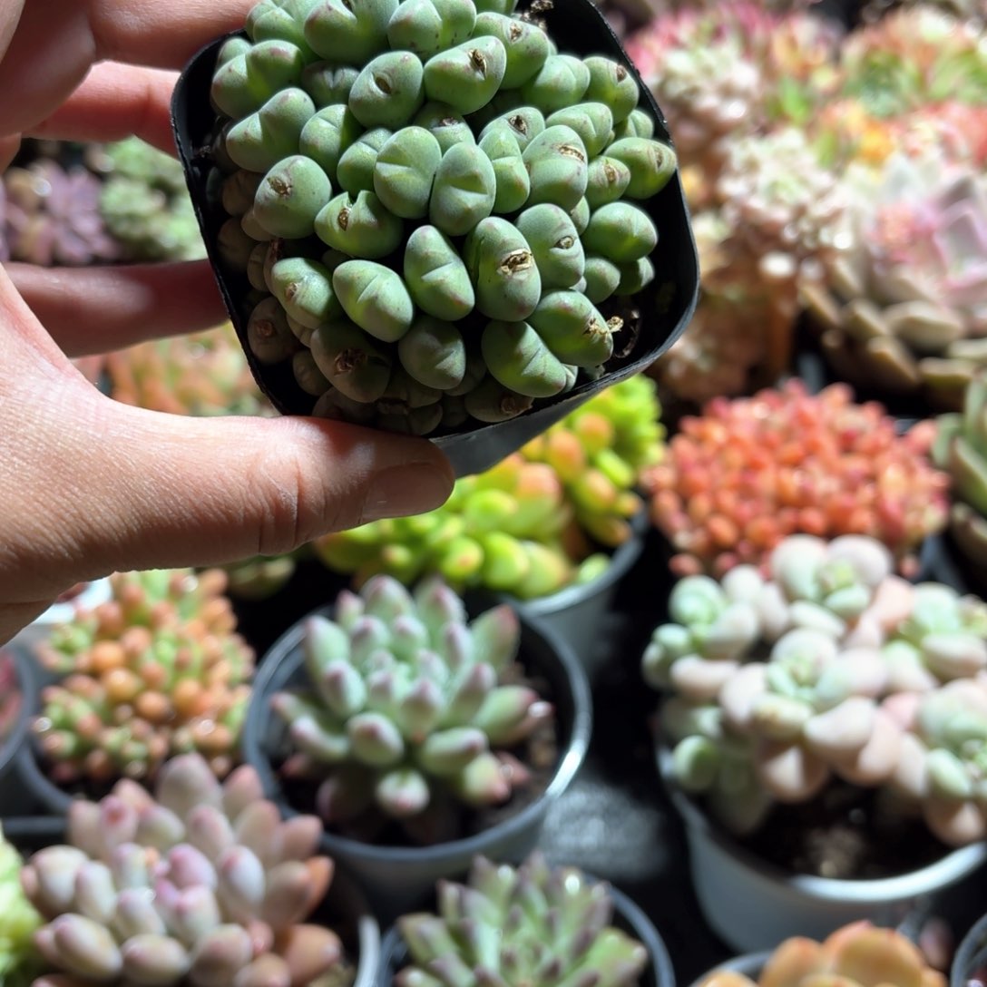 口笛多肉整群7㎝盆