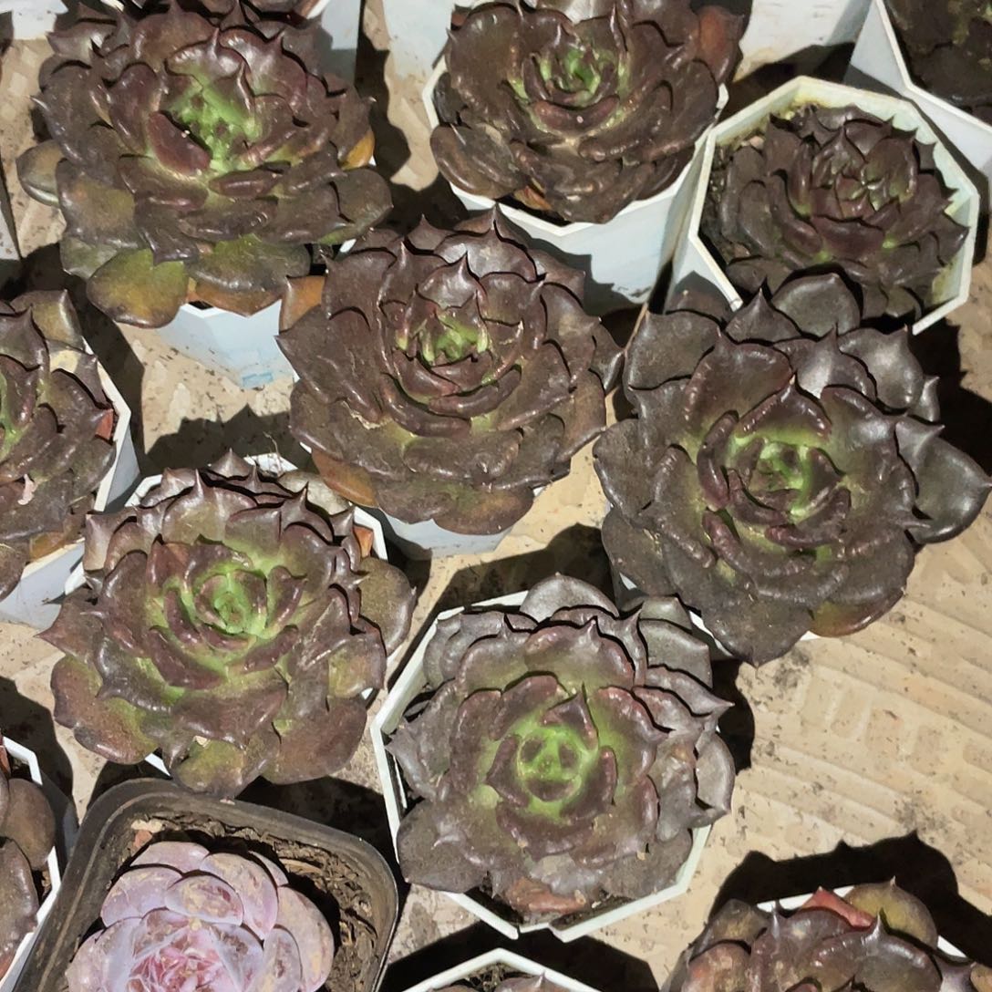 黑饺子皮满20包邮脱土发货