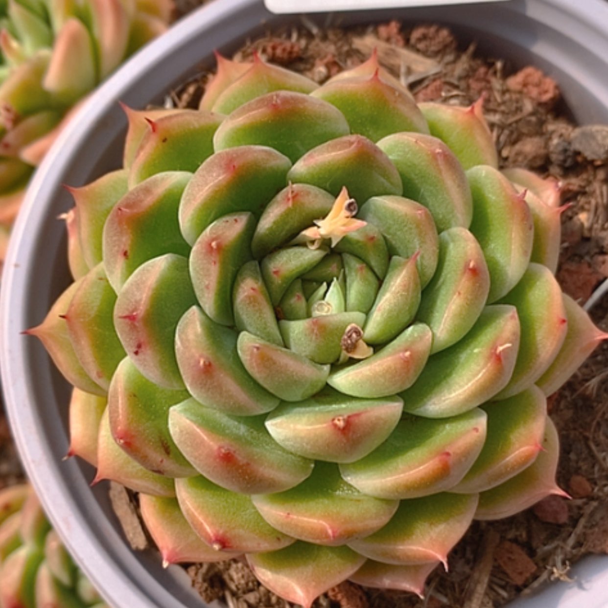 【闪购商品】云705号8公分