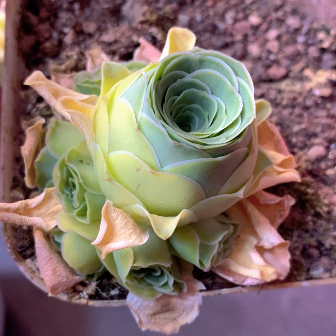 山地玫瑰福利一物一拍766加纳利