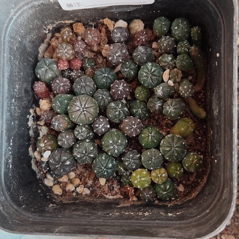 3691仙人球小苗的