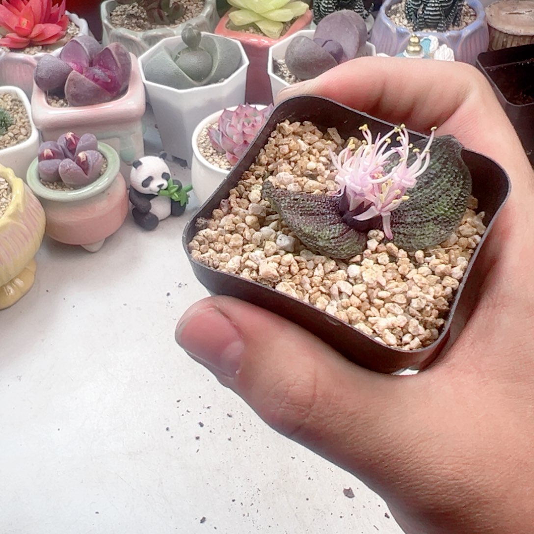 紫镜带花苞发货111