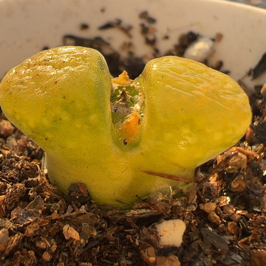 105多肉植物百科知识