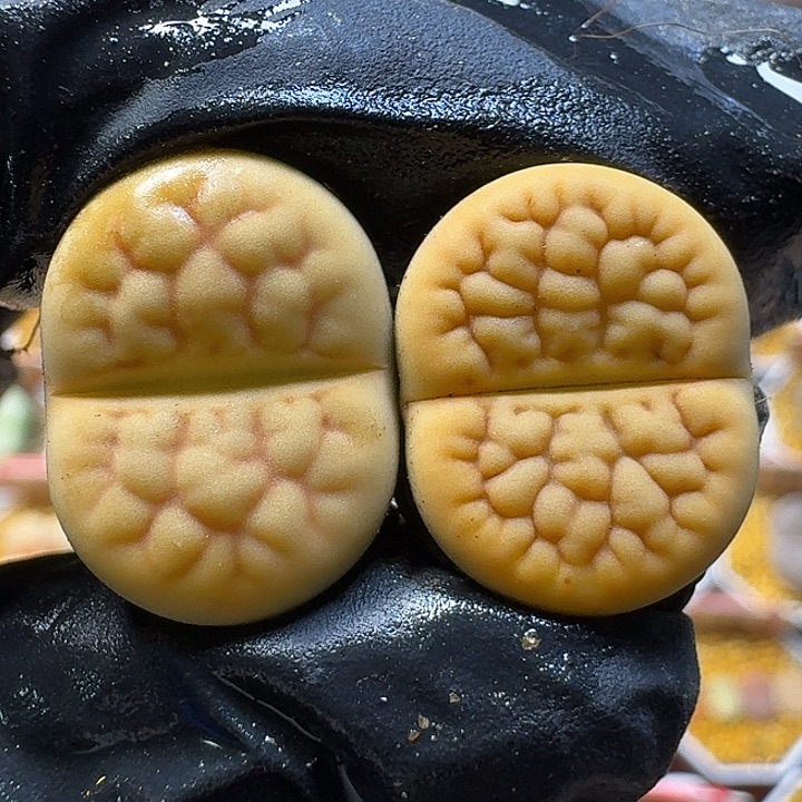 生石花1111112。 裸发。  99