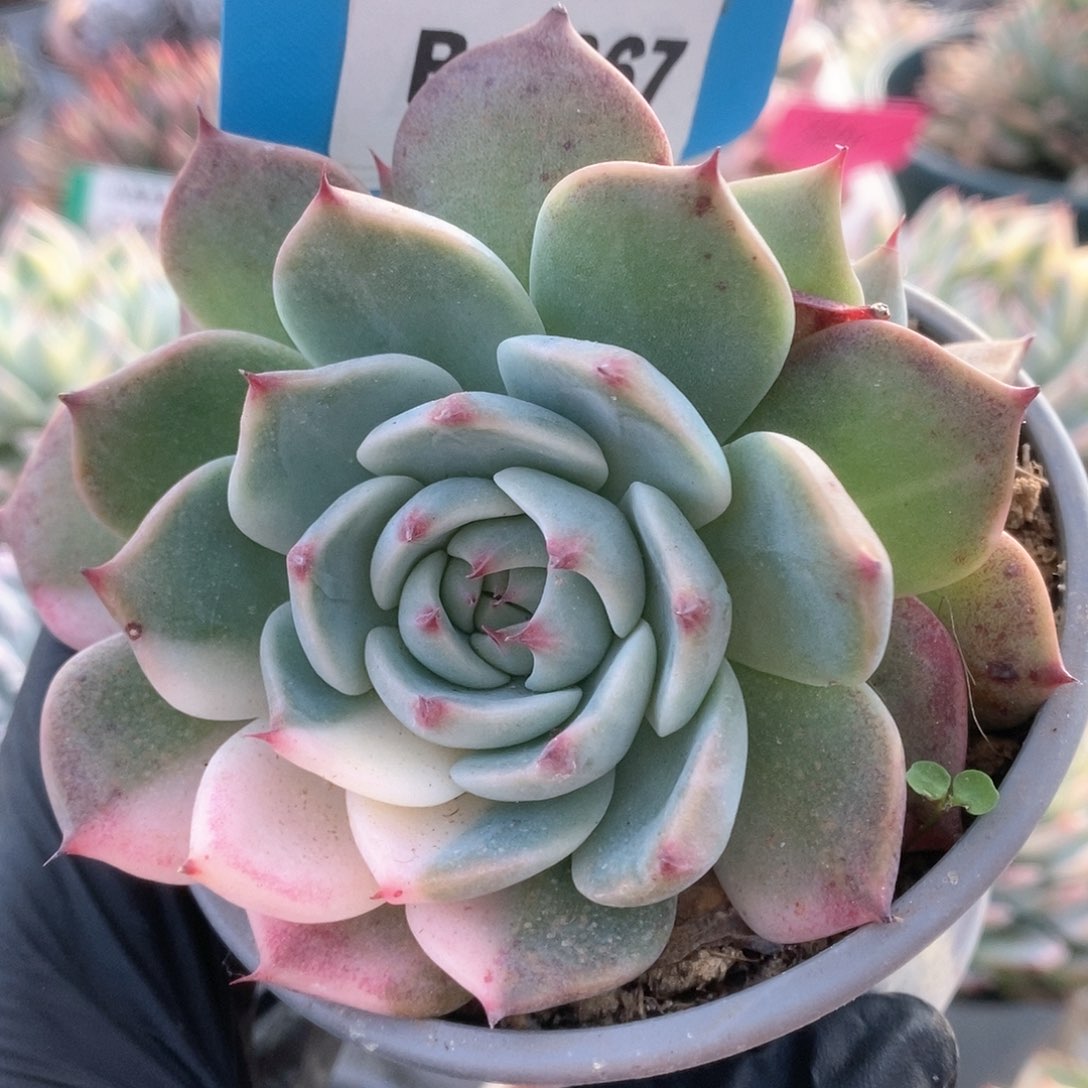 267锦锦锦锦锦锦