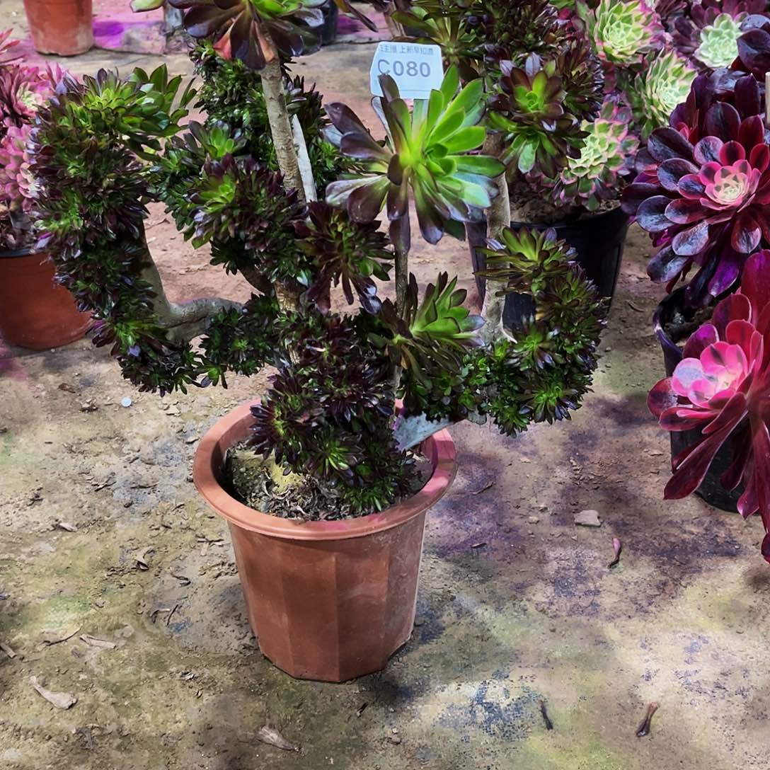 琳*多肉080黑法师缀化