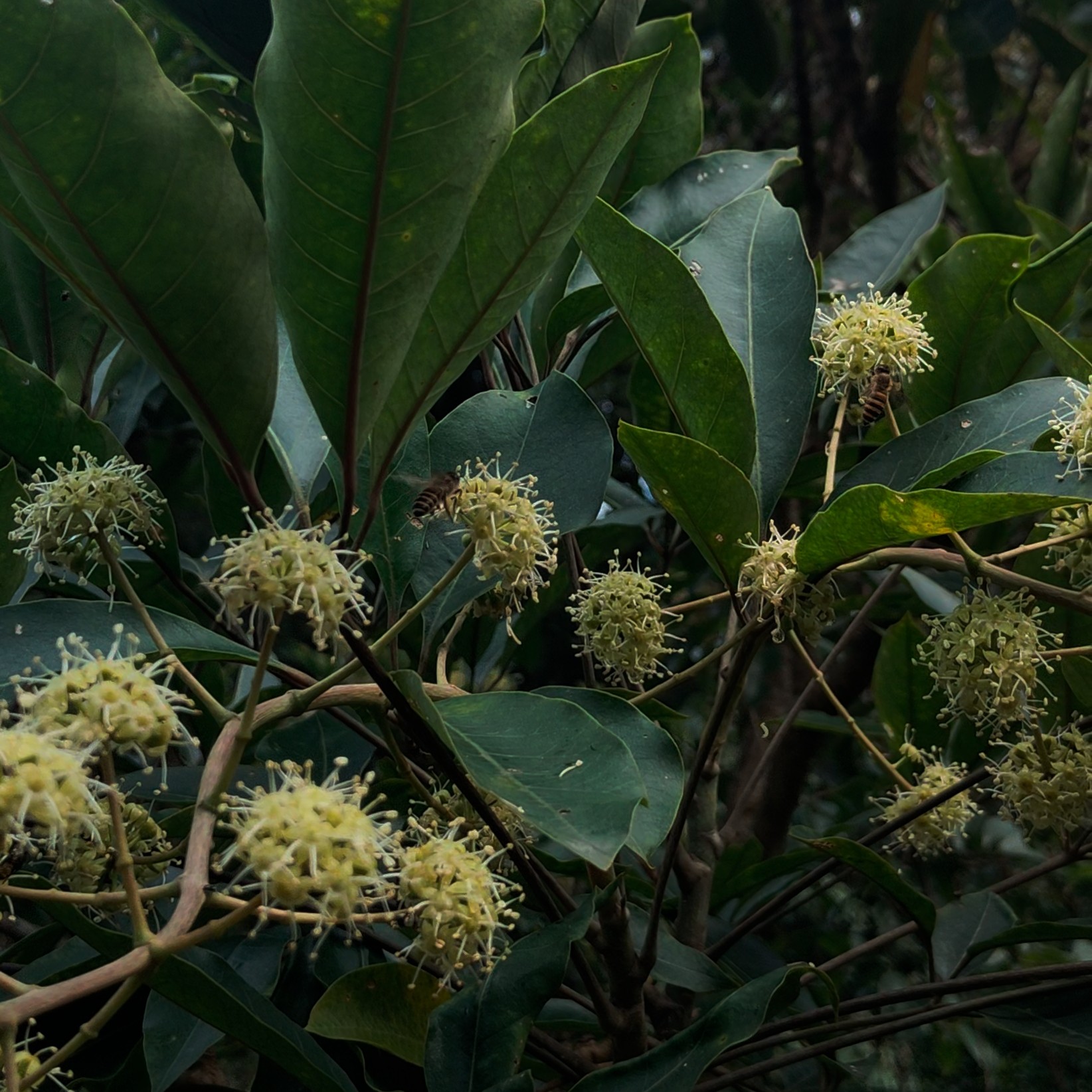 广东粤北山区蜂蜜冬蜜鸭脚木蜜原蜜
