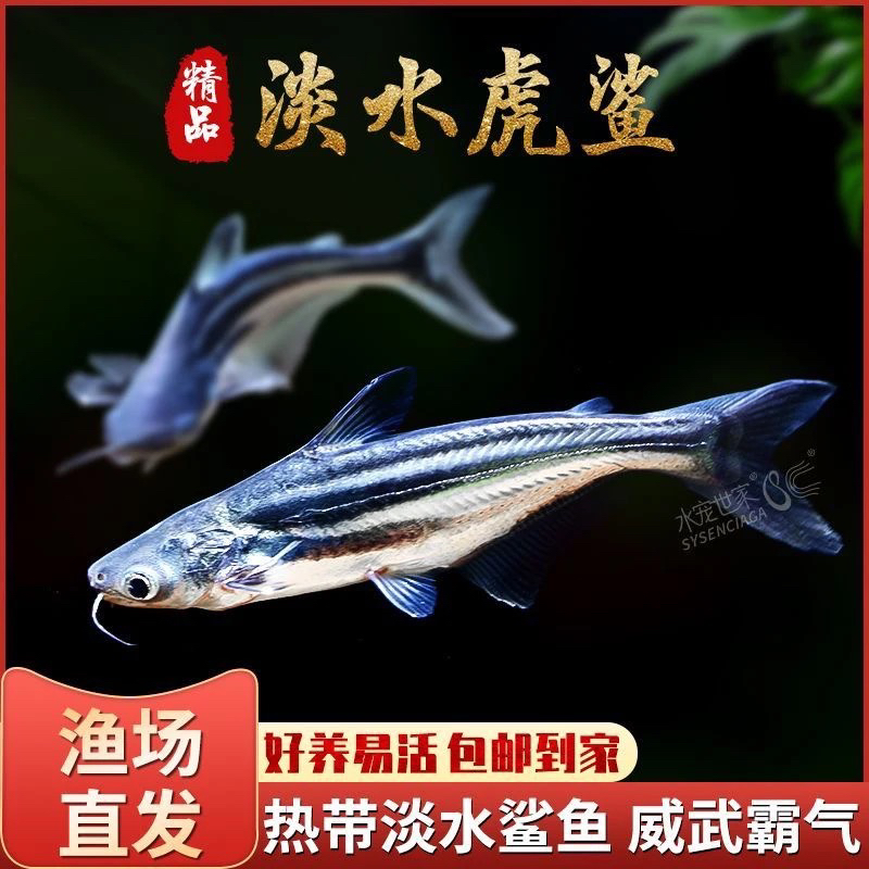 福袋3-5cm蓝鲨一条