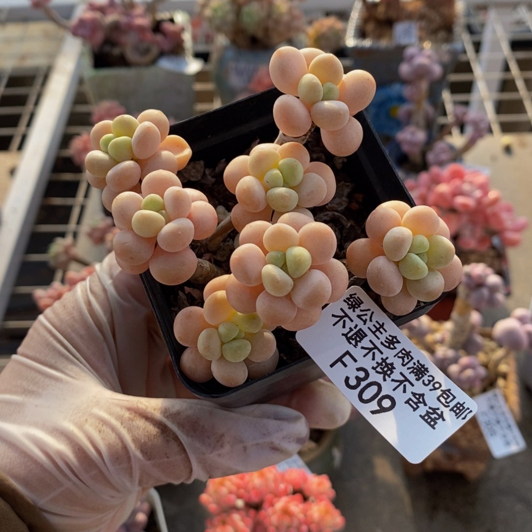 鱼子酱309/7cm多肉