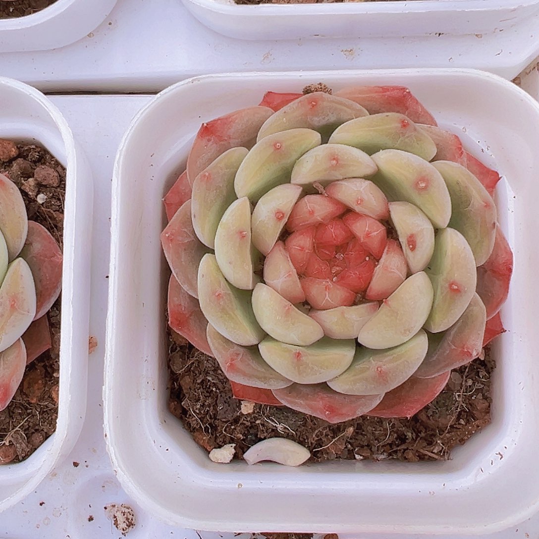 葡萄珍妮单头19包邮多肉