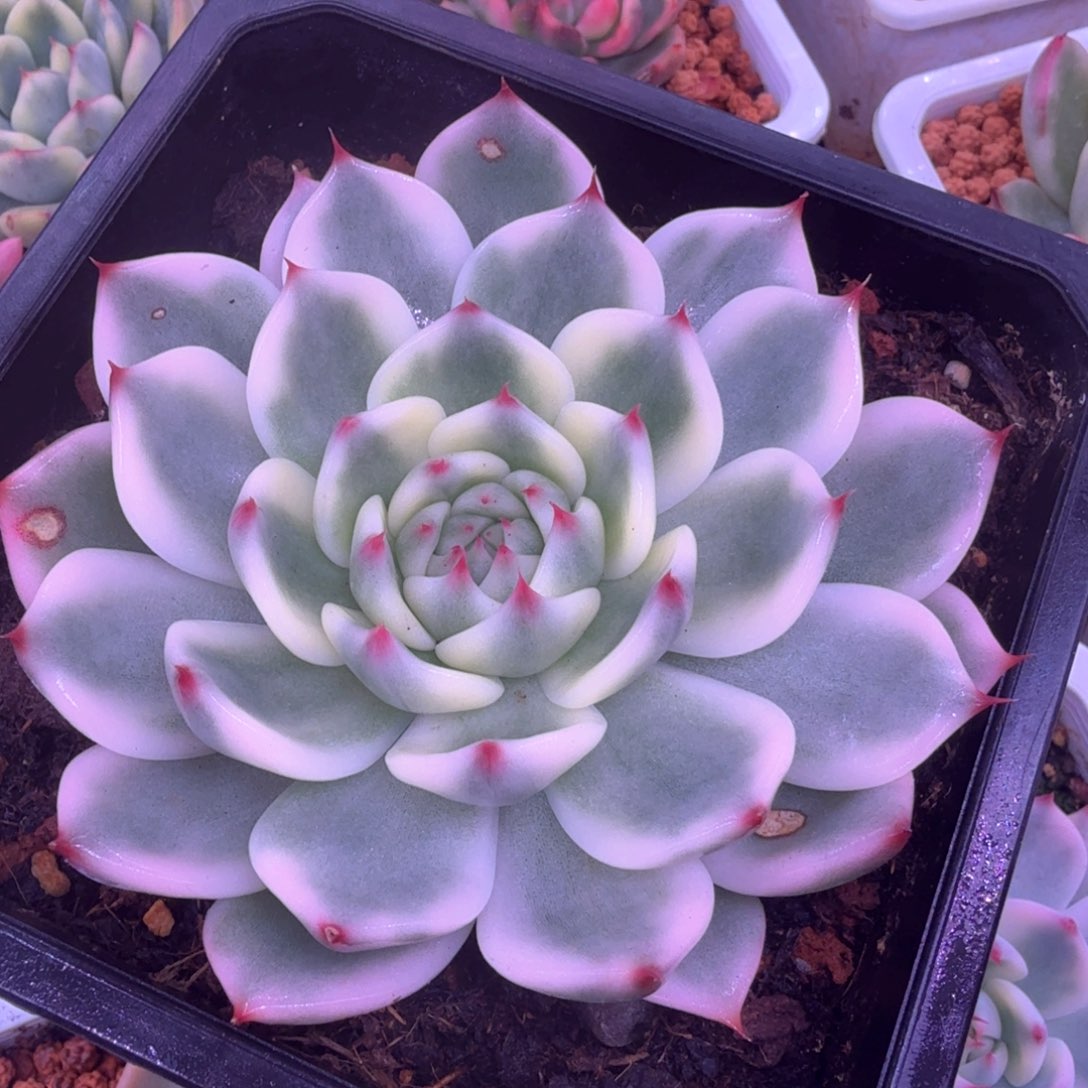 吉娃娃锦 多肉植物16