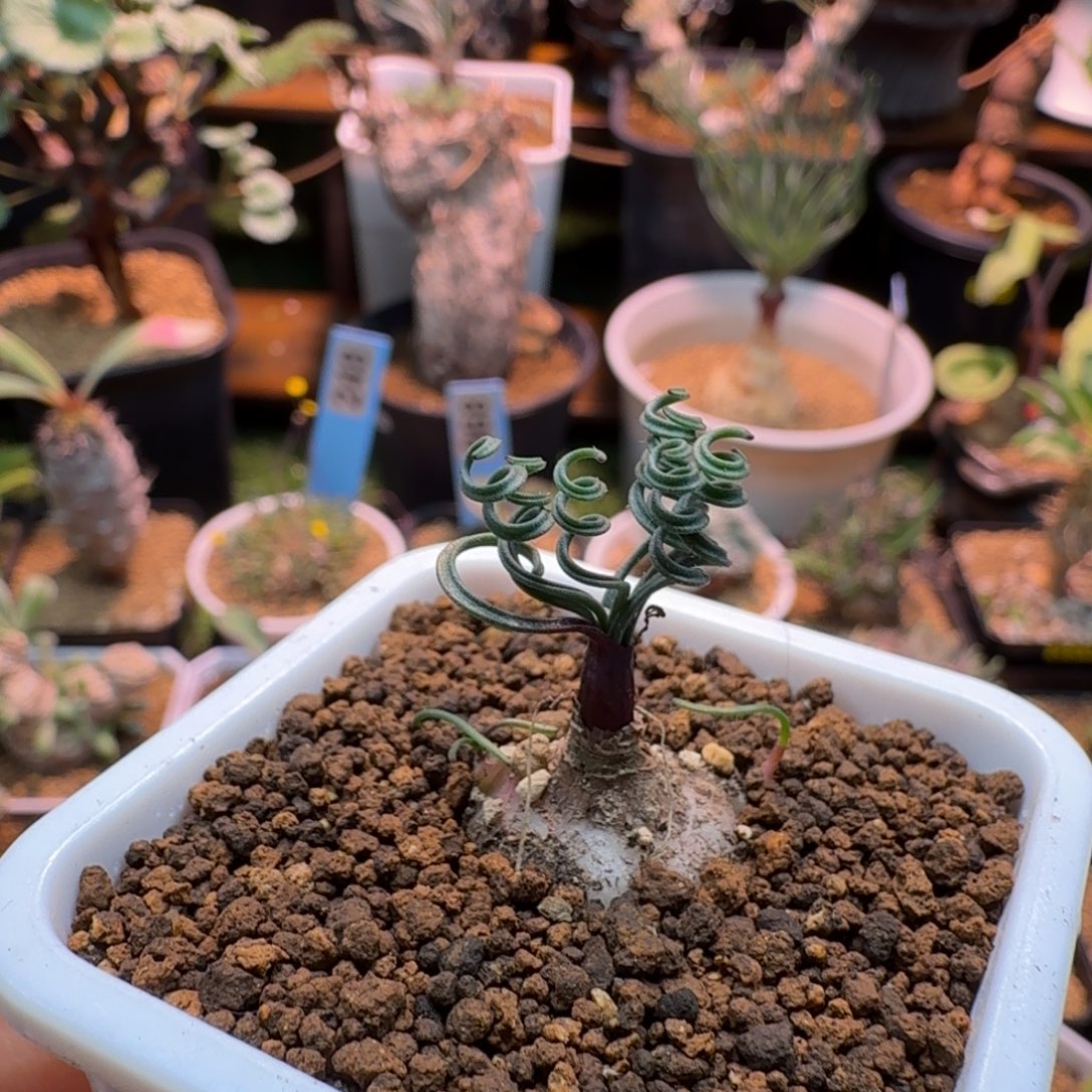 GL弹簧草278 仙人掌