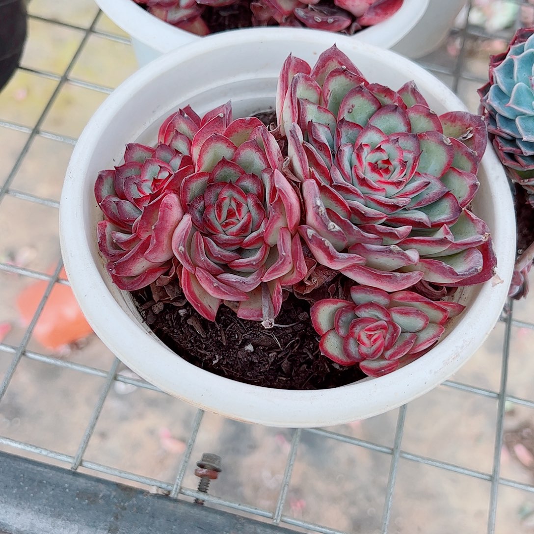 肉酱玫瑰大单头带仔精品