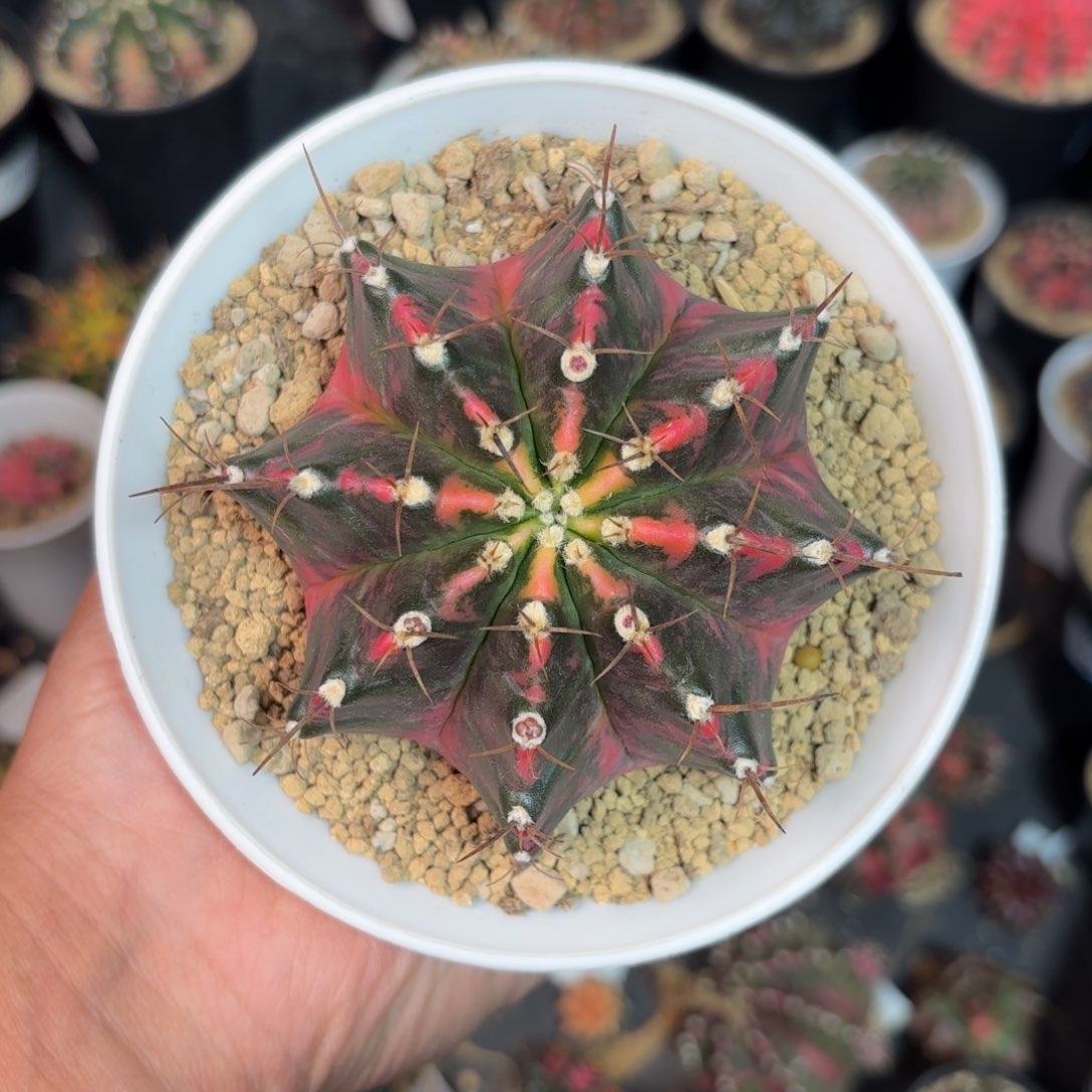 泰系米哈仙人球2800