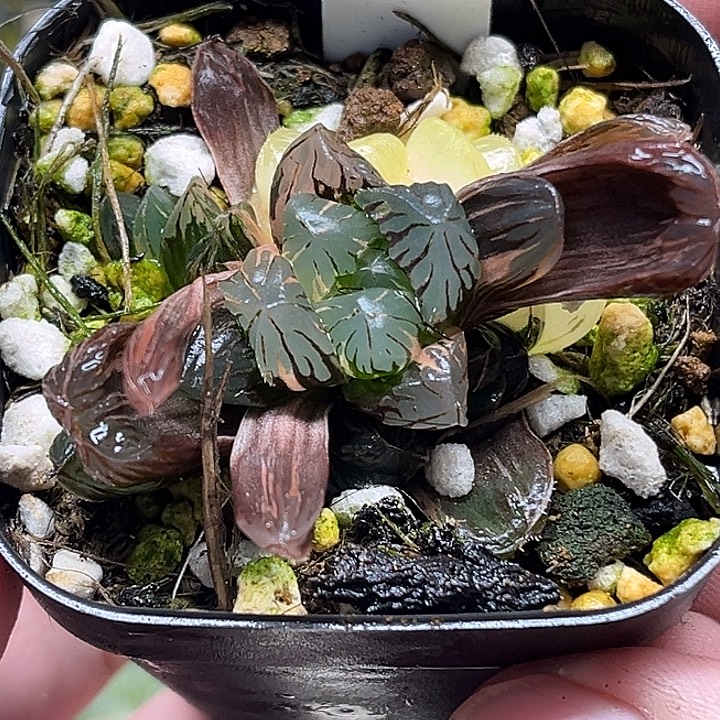 37多头老川玉露锦