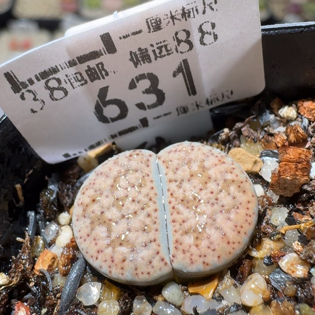 Sss精品清仓价631