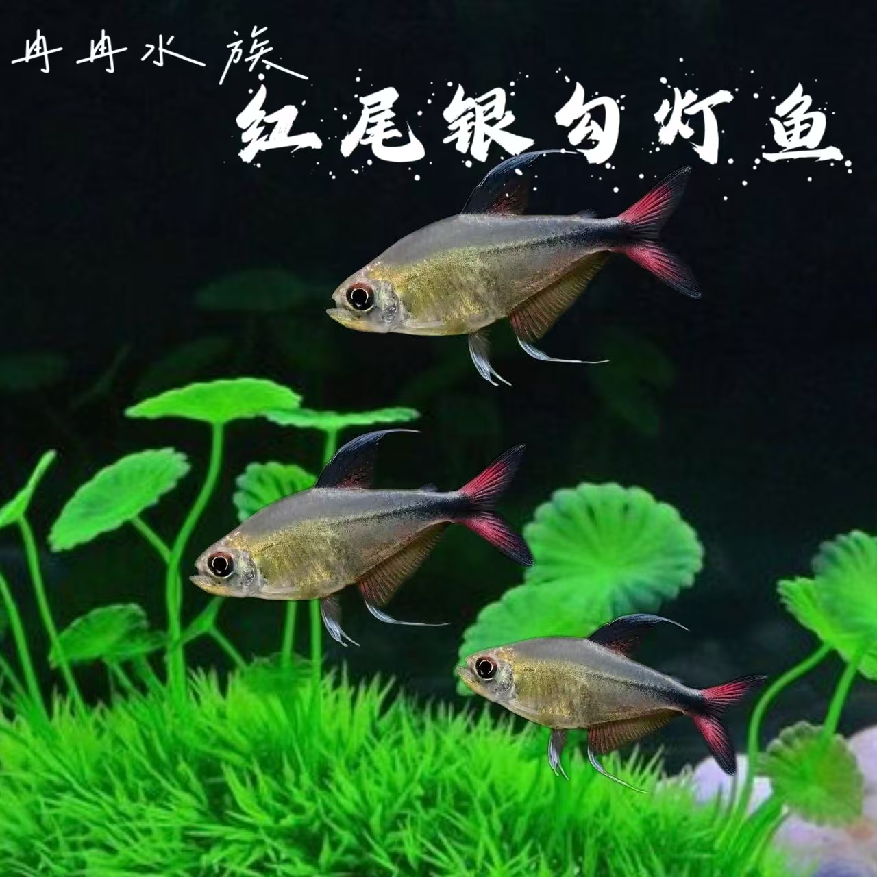 冉冉水族  红尾银钩灯科鱼