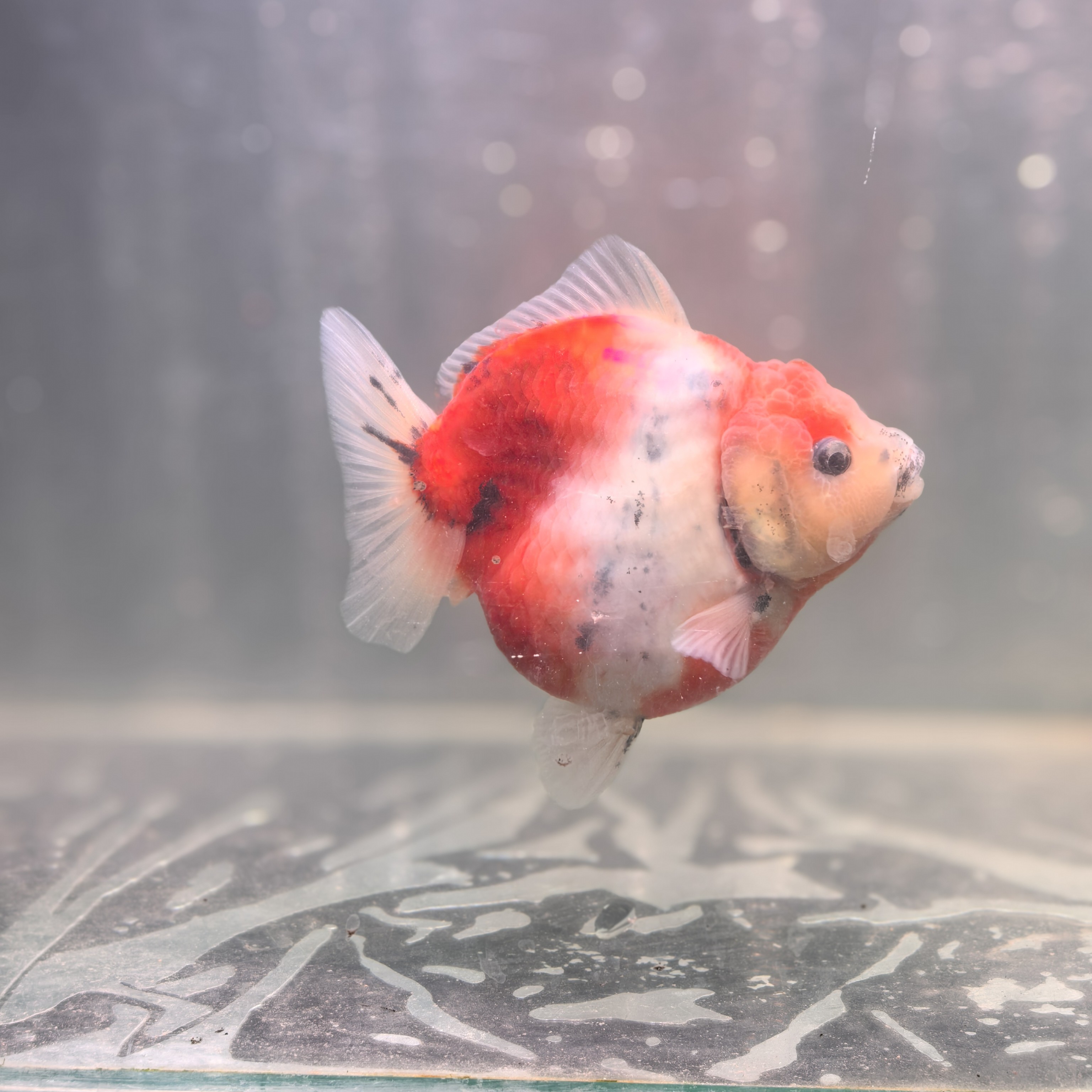 精品nkF1将军泰狮观赏鱼