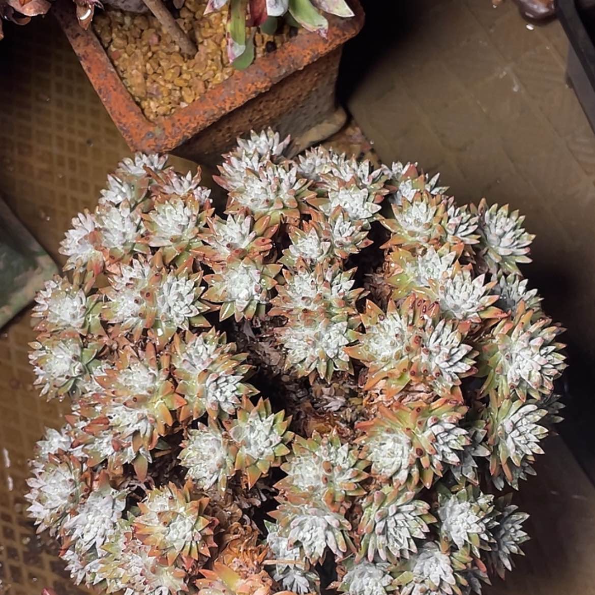 【闪购商品】白菊多头