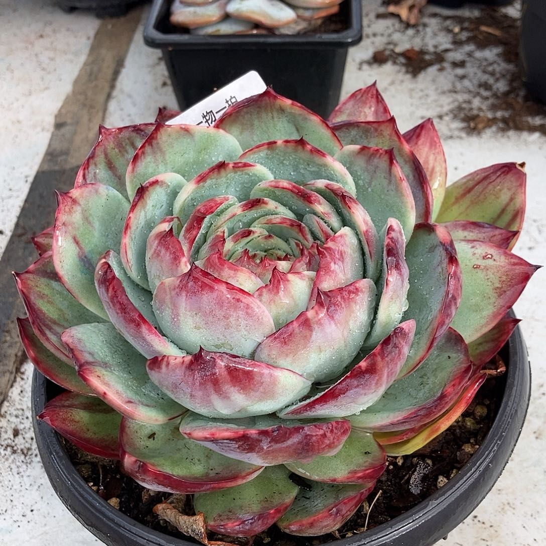 191惊鸿仙子一物一拍