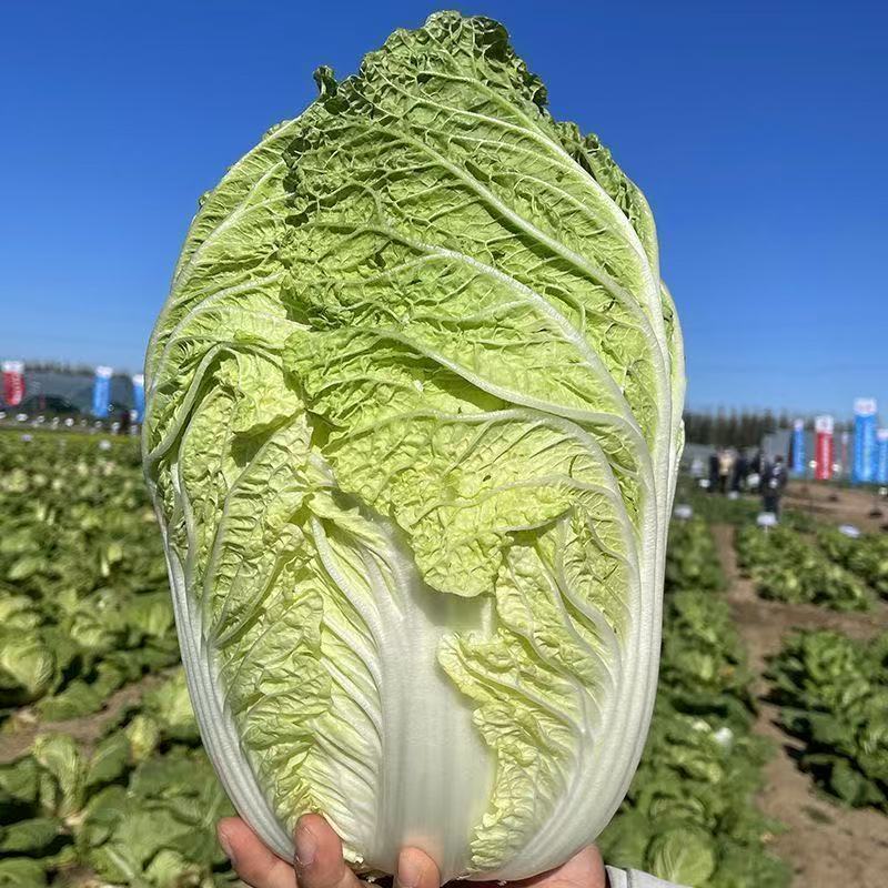 山东大白菜苗秧苗四季高产抗病阳台盆栽耐寒黄心大白菜苗娃娃菜苗