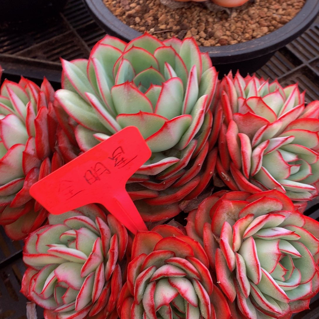 牡丹亭6262626267272