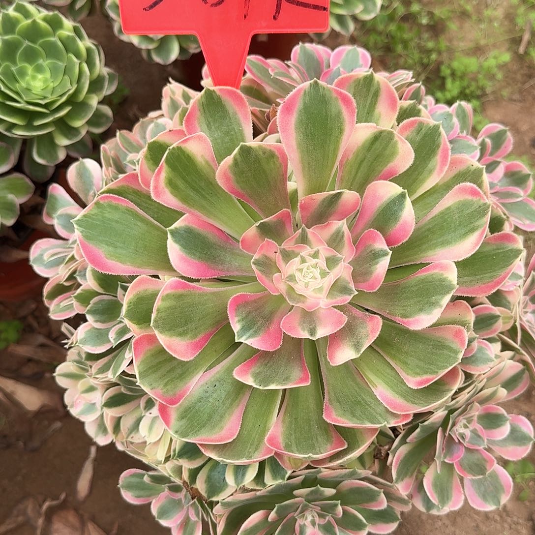 3-8142粉女巫多肉法师