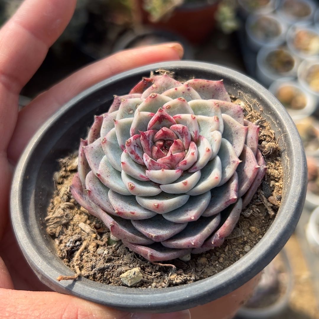 多肉植物多肉植物