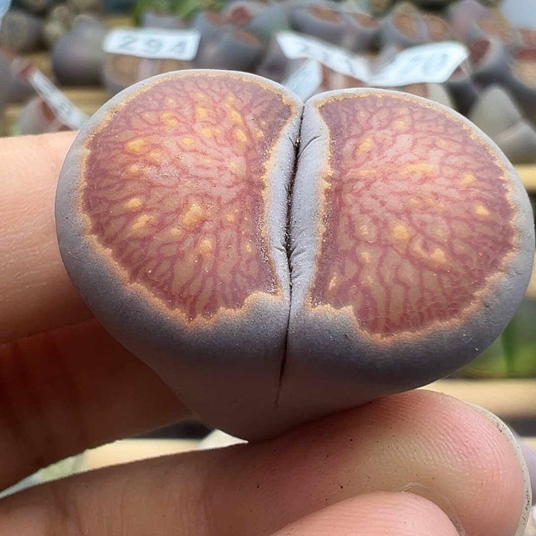 299美菊有伤福利1111