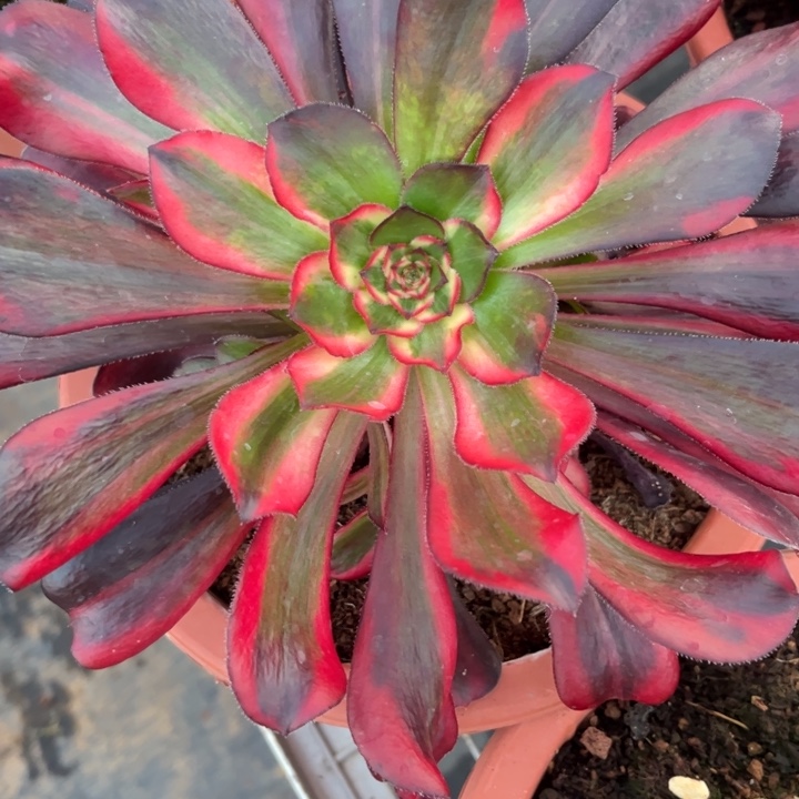 雾***花花蝴蝶寄养专拍新疆