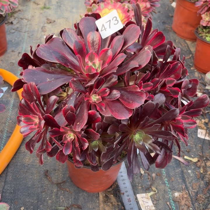 蒙娜丽莎多肉断枝不包473