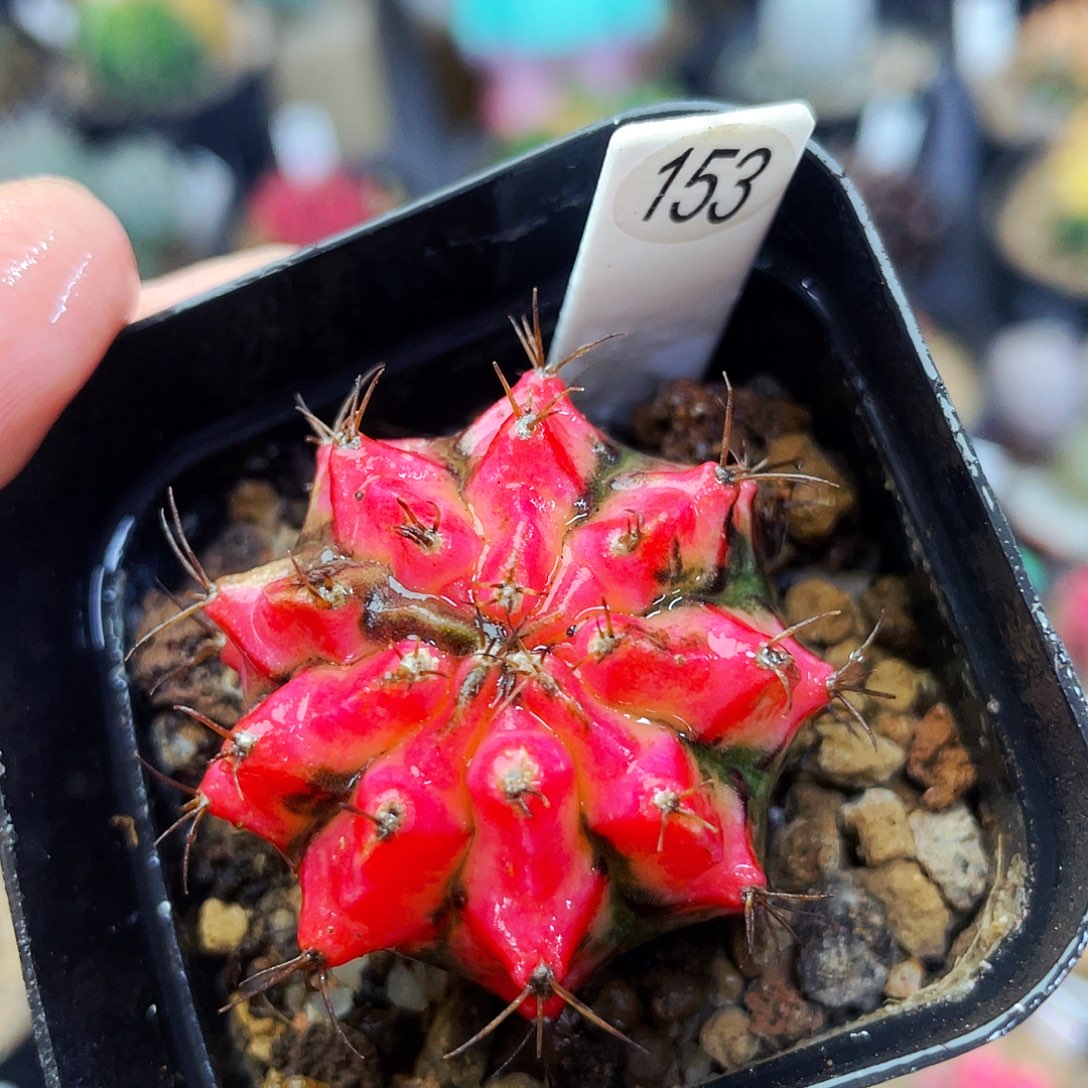 花蝴蝶非偏远地区满25包邮仙人球