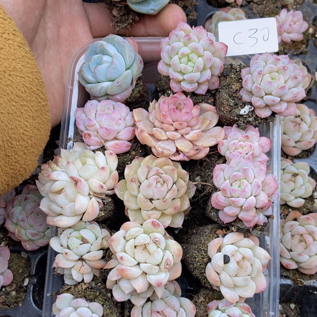 春泥家框拍链接C30