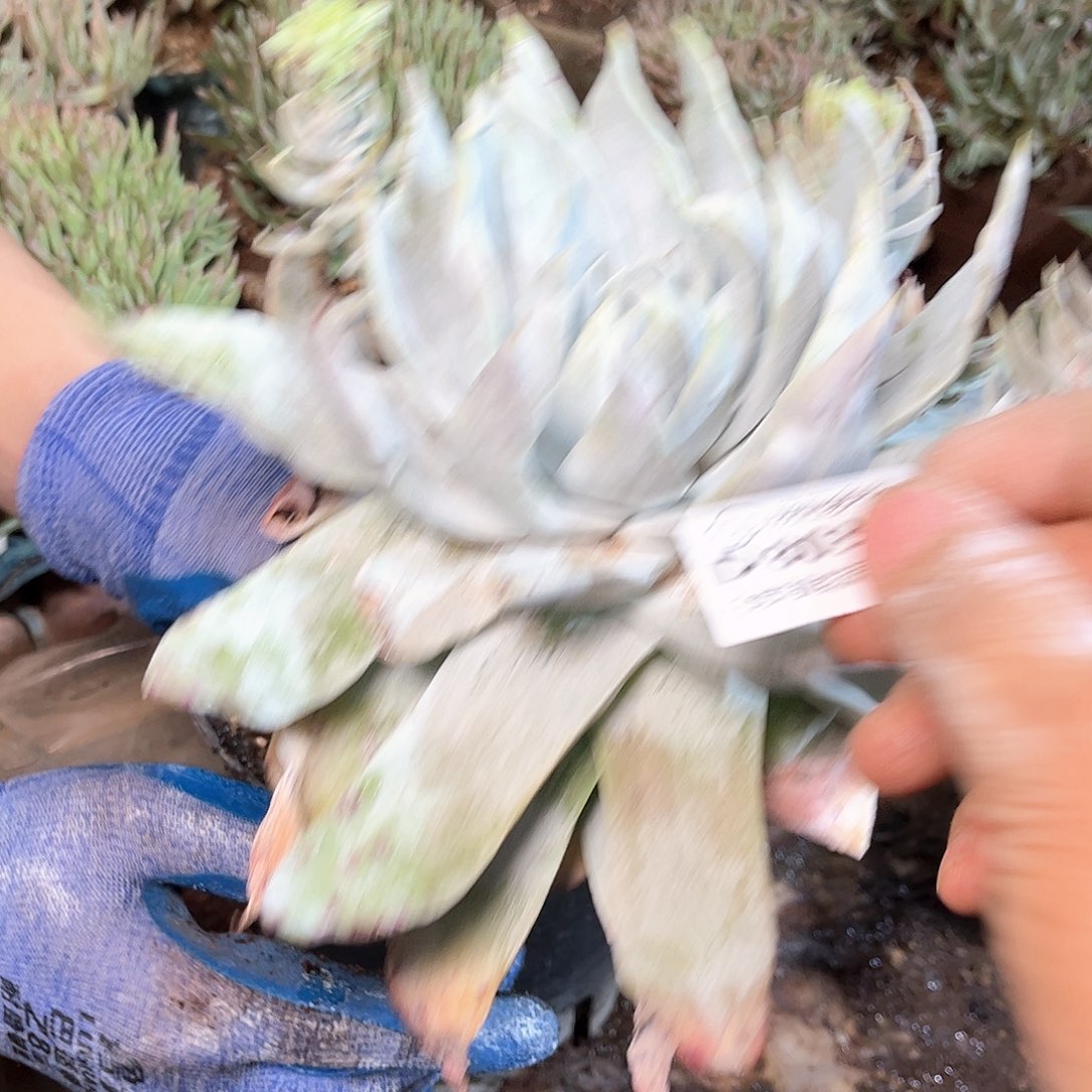 80383雪山多肉多肉