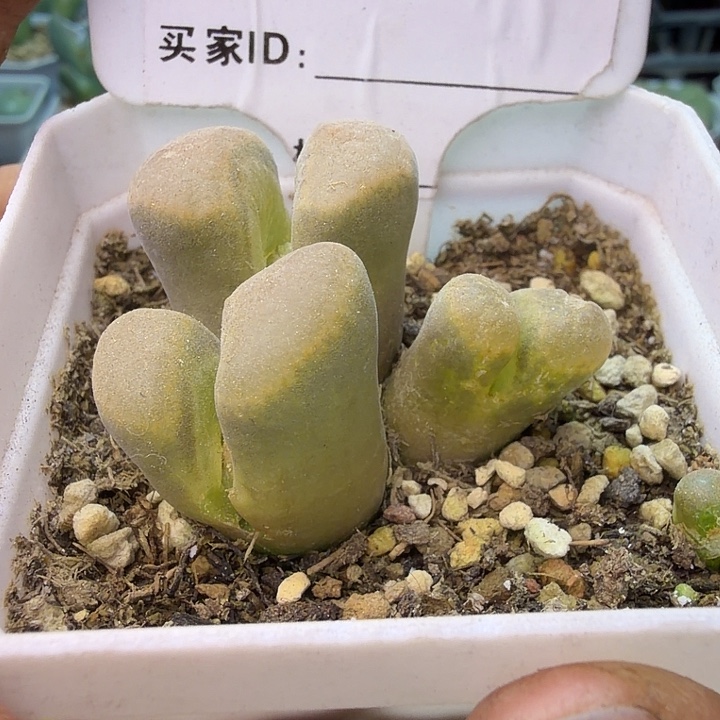 138。满38包邮肉锥