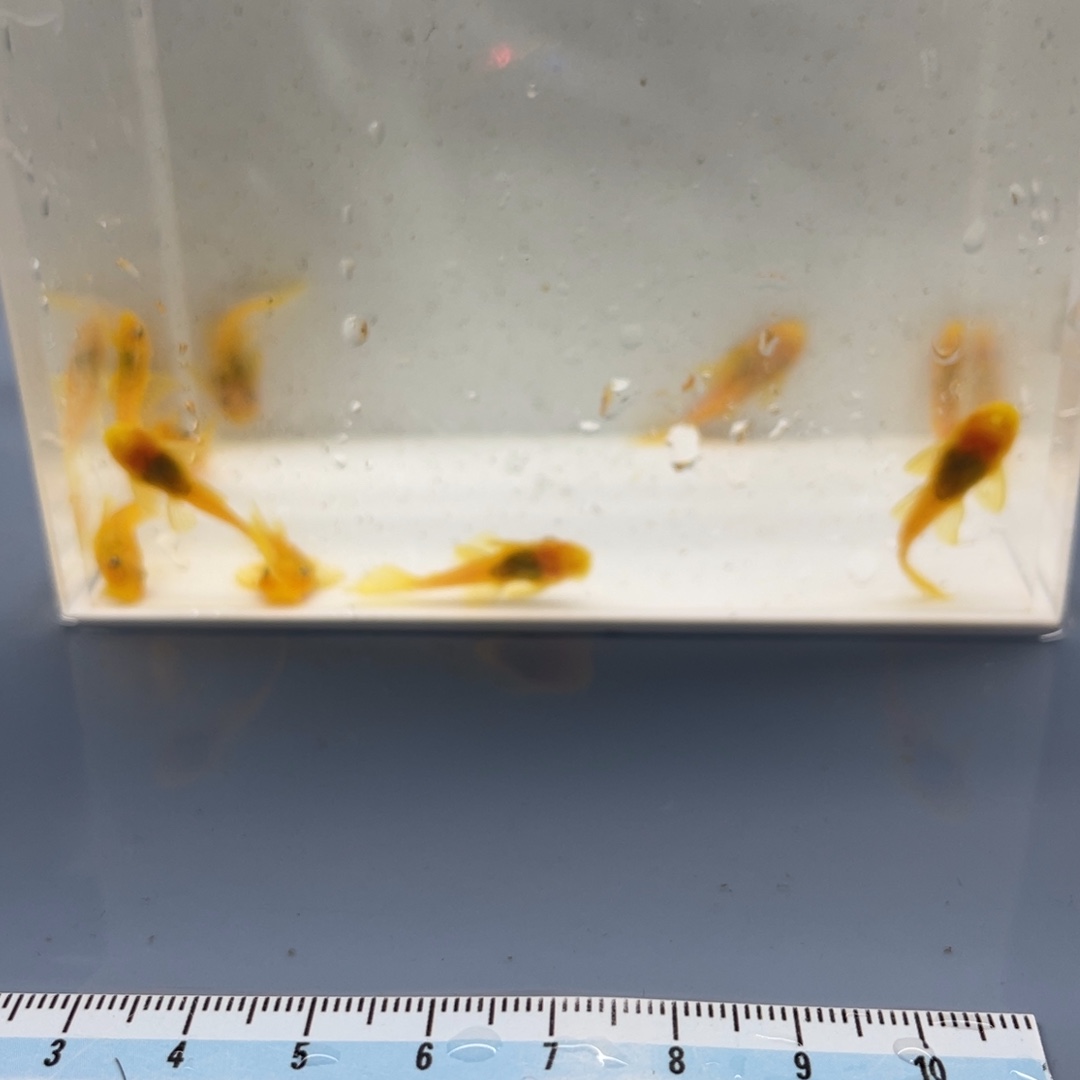 清道夫鱼小胡子10条了