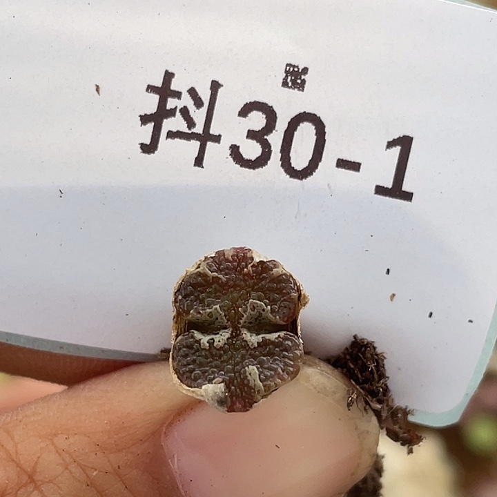 30-1超碟多肉植物