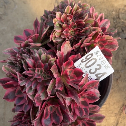 9034粉女巫缀多肉植物法师